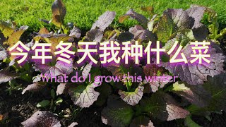 今年冬天我种什么菜 What do I grow this winter