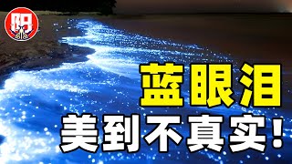 蓝眼泪夜光藻，竟是鬼火？海水发出神秘蓝光，美到不真实，但真的不是特效！| 小阳的昆虫世界