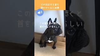 自分を安売りしない犬。#フレンチブルドッグ #dog