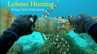 Berburu Lobster Emas laut | Lobster termahal