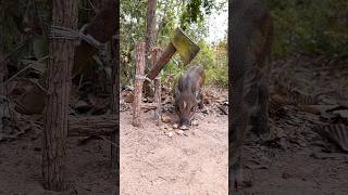 Amazing Quick Powerful Wild Pig Trap Make By Axe #shortvideo #wildboar #shortsvideos