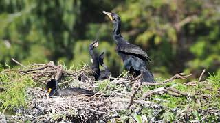 Cormorants Nesting