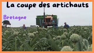 La coupe des artichauts en Bretagne et le matériel utilisé.