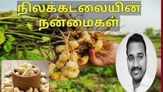 நிலக்கடலையின் நன்மைகள் |வேர்க்கடலை |Peanuts | Benefits of Groundnuts | Paramaguru Kandasamy