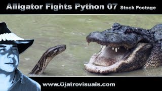 Alligator Fights Python 07 Stock Footage