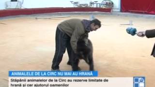 Animalele de la Circul din Chişinău, la un pas de a muri de foame