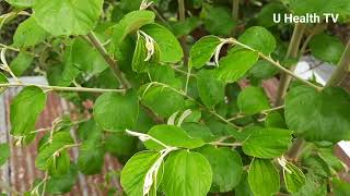 বড়ই পাতার পরিচিতি ও উপকারিতা এবং অপকারিতা।#health #plants #viral