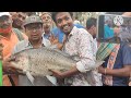 big fish ওস্তাদ দীপক দা।