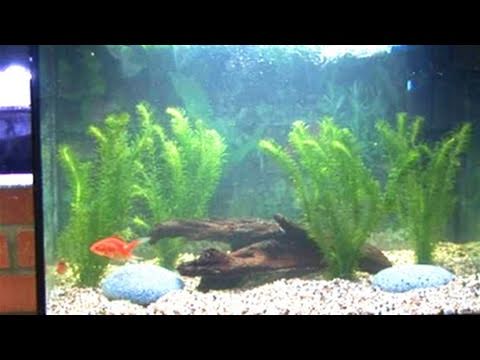 How To Clean A Fish Tank How To Clean A Fish Tank