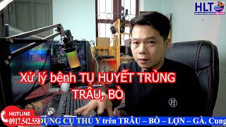 Vấn đề nhận biết \u0026 xử lý BỆNH TỤ HUYẾT TRÙNG TRÂU, BÒ một cách hiệu quả