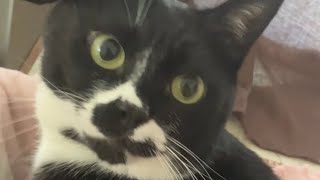 元気いっぱいな通りゃんせ😸tuxedo-catハチワレ猫ざきお