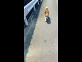 柴犬 ゴンちゃん暑いから帰る！