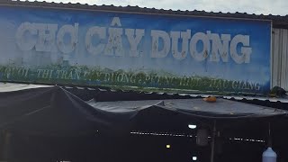 Buổi sáng chợ Cây Dương