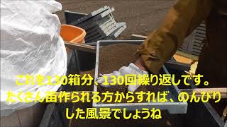 田植え2022　苗箱下土入れと田んぼ溝さらい