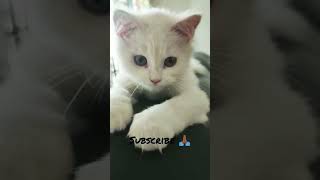 Little mao #cat #catvideos #shorts #funnycats #funnycat and cute,🥰🥰