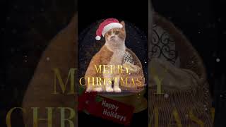 メリークリスマス🎅🎄🎁 #shorts #可愛い猫 #猫動画 #スコティッシュフォールド #癒し #クリスマス #ハッピークリスマス