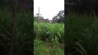 মাশাআল্লাহ সারি সারি গেন্ডারি 🎋🎋(আখ)বাগান 🎋🎋#garden#shorts #viral#bhoot#funny #aahat#tiktok#cow#ipl