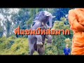 พลายแสนแชมป์ ช้างตระกูลแสน เชือกที่ 20 กราบสาธุท่านพระครูอ๊อด🙏🐘ภาพที่งดงาม