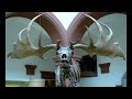 giant deer. discover the famous megaloceros