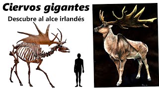 Giant deer. Discover the famous Megaloceros