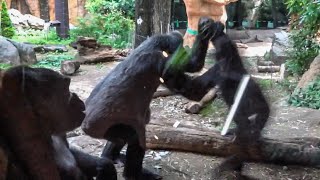 Haoko or Riki? Which one does Toto chose? ｜Gorilla｜UENO ZOO｜上野動物園｜ゴリラ｜S1E054