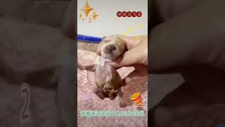 旺旺谷犬舍／瑪爾泰迪