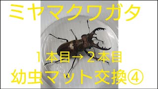 2021年3月上旬　国産ミヤマクワガタ  幼虫マット交換④    １本目→２本目