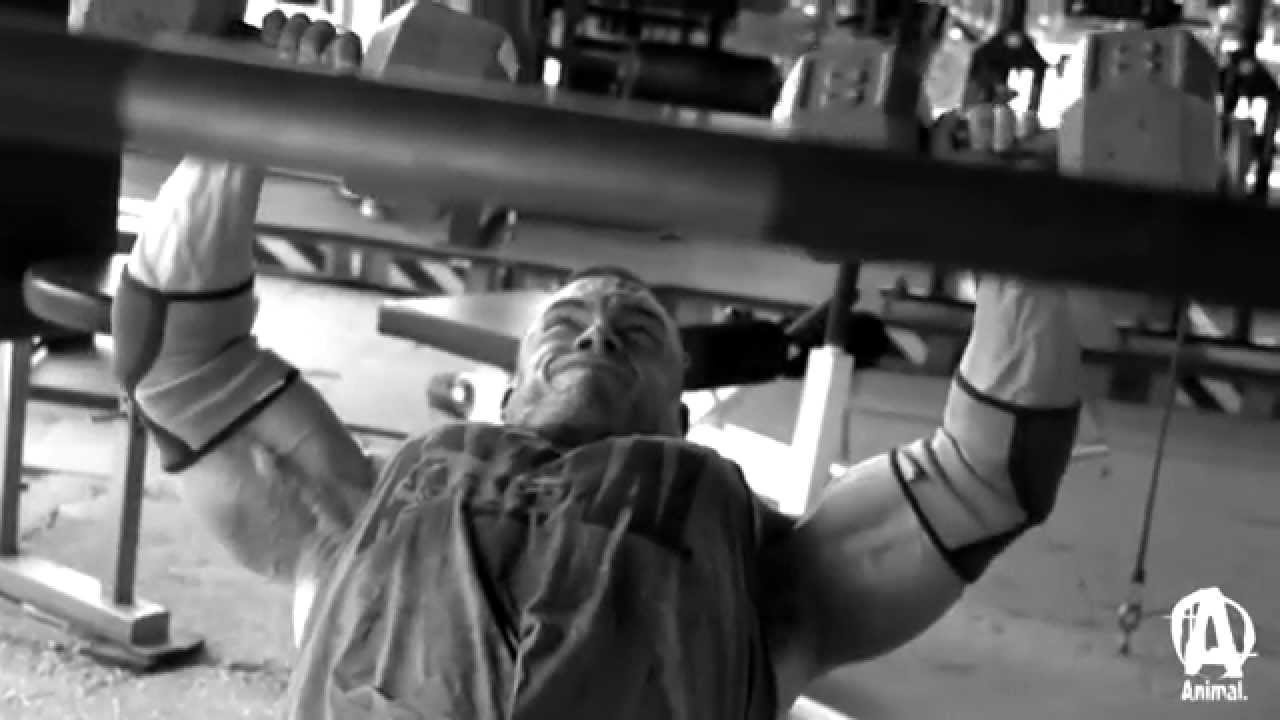 Bodybuilding Motivation Animals Youtube