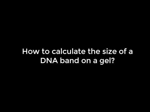 How do the bands on the gel contain enough DNA to be visible?