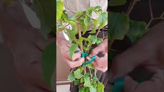 Bougainvillea Stake Training