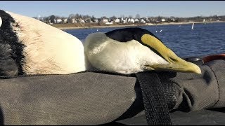 Drake's Migration Nation Season 9-  Randy Drago Massachusetts Eider Seaduck Hunting