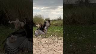 Eagle fly down from the top of the tree Hunting bird on the ground ,it's really amazing 🦅#comment