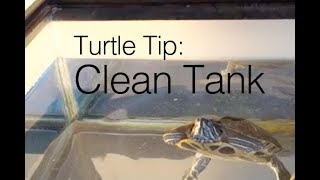 Turtle Tip: How To Clean Your Tank