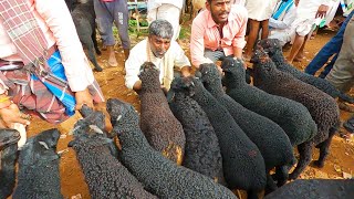 Jawari baby sheep on sale in Kerur market