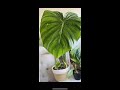 Easy Propagation - philodendron Pastazanum