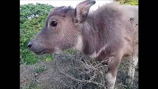 香港野生動物 - 水牛： 獨上歸途 Wildlife in Hong Kong - Buffalo: On the way home alone