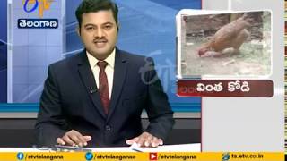 Chicken Laying Eggs from Neck | Very Bizarre Scene | at Mandya | Karnataka