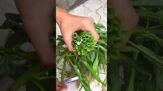 Enjoy beautiful nature with rural life #799 Amazing Cutting Village Vegetables #fruit #farm #shorts