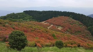 MT.KATSURAGI (葛城山) #azaleas #mt.katsuragi #japan #ropeway