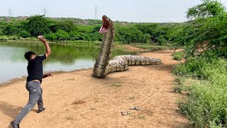 Big Anaconda Snake In Real Life 10 HD Video| Big Anaconda| Vikku Films
