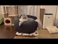 【猫品種ラガマフィン】猫に話しかけてみました