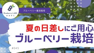 【やられます】夏の日差しには注意が必要です【ブルーベリーラボのおがた】【ブルーベリーの育て方】【ガーデニング】【初心者】