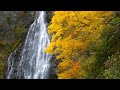 紅葉　くろくまの滝散策（青森・鰺ヶ沢町）