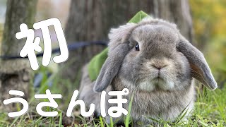 初うさんぽするうさぎに飼い主キュン死！ホーランドロップ初めての公園【vlog】