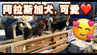 【Korea 韩国】Alaskan Malamute \u0026 Samoyed dog | 阿拉斯加和薩摩耶狗 | Big Dog | 好大只