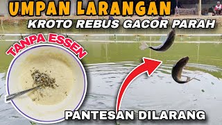 UMPAN IKAN MAS TANPA ESSEN GACOR PARAH