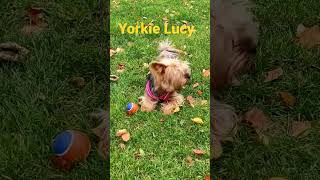 Yorkie Lucy happiest Yorkshire terrier