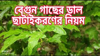 পুরাতন বেগুন গাছ   কে ছাটাই করে নতুন গাছ এ রূপান্তর  Brinjal tree pruning