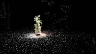 Point Cloud Animation - Unity URP + VFX Graph + LumaAI