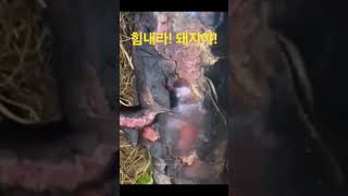 힘내라! 화재로 화상을 입은 돼지 #shorts #views #fire #화상 #화재 #의지 #돼지 #힘내라